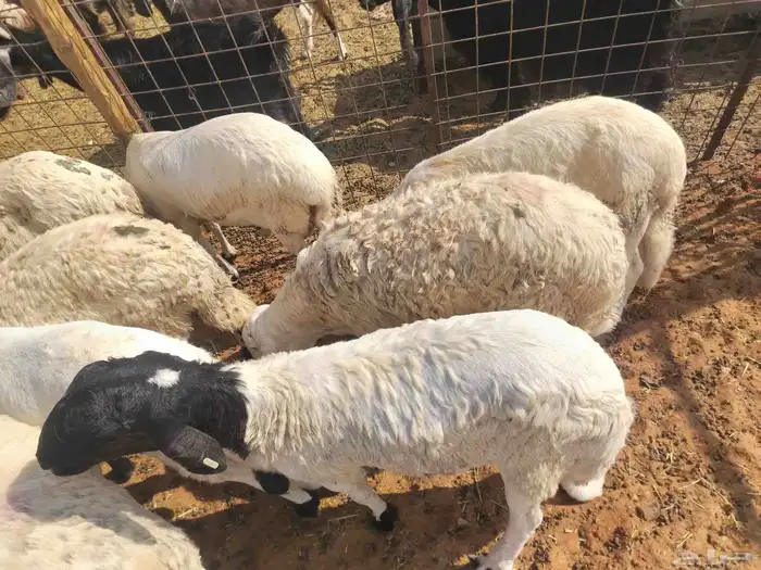 سواكني مرابي فل شحم 2