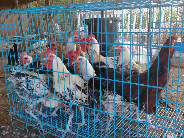 للبيع ديوك فيومي و بلدي 0