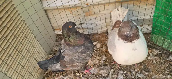 حمام كنق جوو للبيع 1