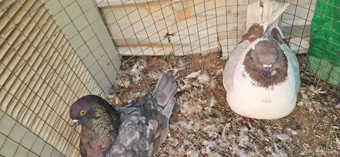 حمام كنق جوو للبيع 3