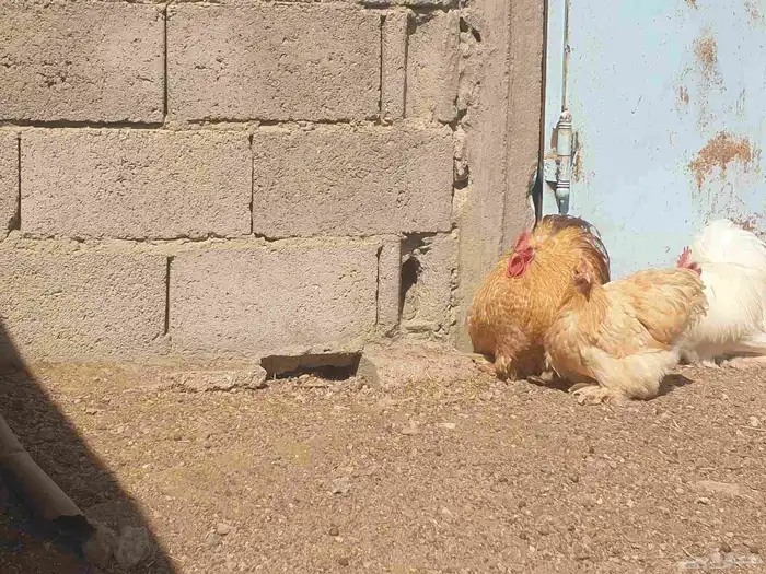 كوشن انتاج خوارج 6