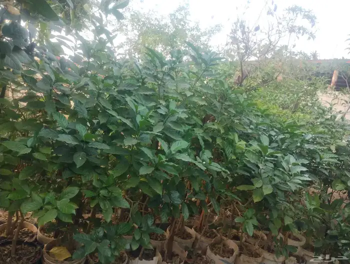 بيع شجرة جاردينيا كبيره فقط 30   جمله 25   فقط 2