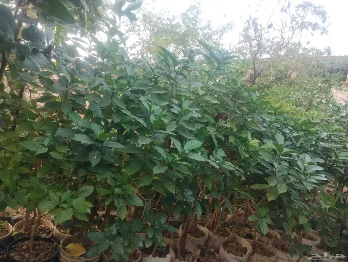 بيع شجرة جاردينيا كبيره فقط 30   جمله 25   فقط 1