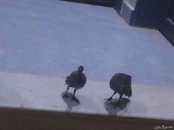 زوج حجل بري لا يجي الى اصامل عده فروخ ذكر و انثى 0