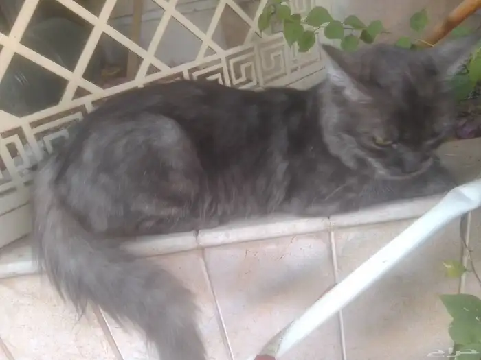 قط بيت هارب من البيت لا تبني جميل ونضيف 5