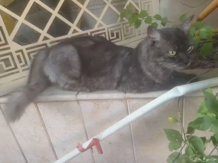 قط بيت هارب من البيت لا تبني جميل ونضيف 2