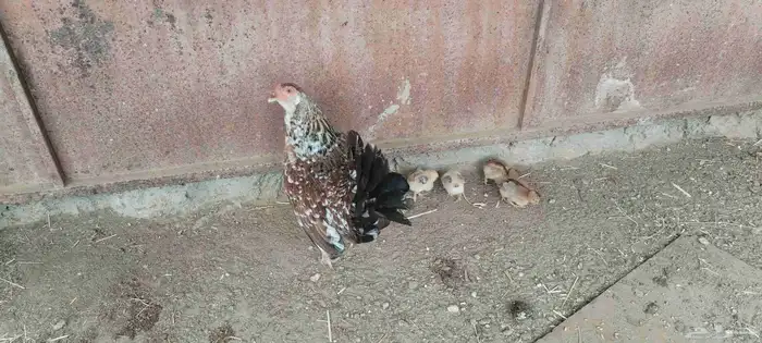 ل البيع دجاجه معاها 5 صيصان و دجاجة بياضه 6