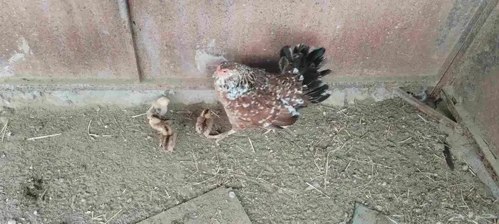 ل البيع دجاجه معاها 5 صيصان و دجاجة بياضه 4