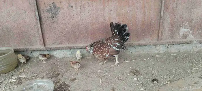 ل البيع دجاجه معاها 5 صيصان و دجاجة بياضه 5