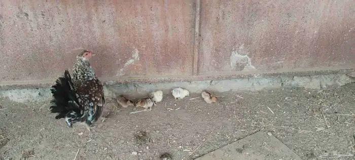 ل البيع دجاجه معاها 5 صيصان و دجاجة بياضه 7