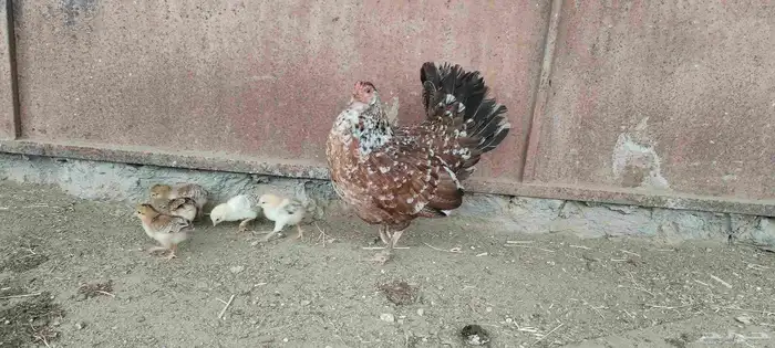 ل البيع دجاجه معاها 5 صيصان و دجاجة بياضه 0