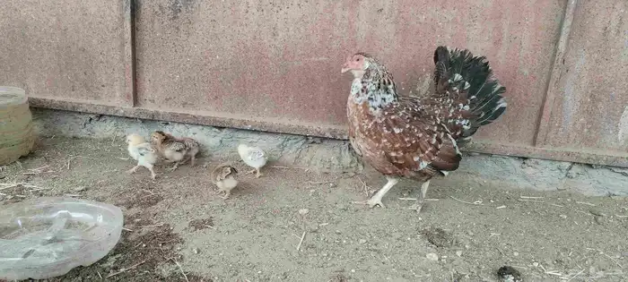 ل البيع دجاجه معاها 5 صيصان و دجاجة بياضه 1