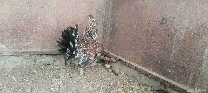 ل البيع دجاجه معاها 5 صيصان و دجاجة بياضه 2