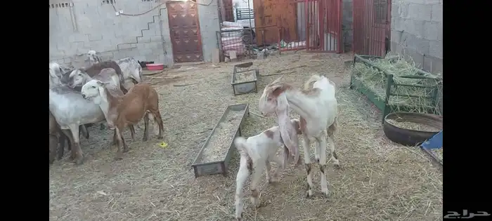 عنز هولندية تحتها تيس الاحساء الهفوف 6