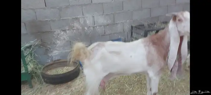 عنز هولندية تحتها تيس الاحساء الهفوف 9