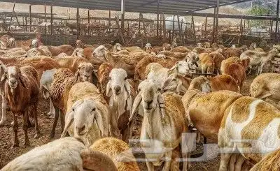 راعي غنم سوداني في السودان 1