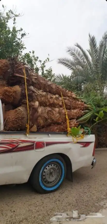 نخل واشنطن زينه وبسعر طيب 5