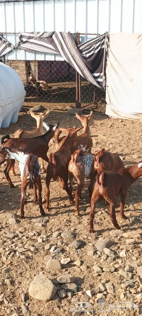 للبيع 7تيوس و1عناق 0