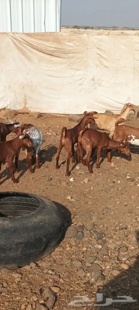 للبيع 7تيوس و1عناق 2