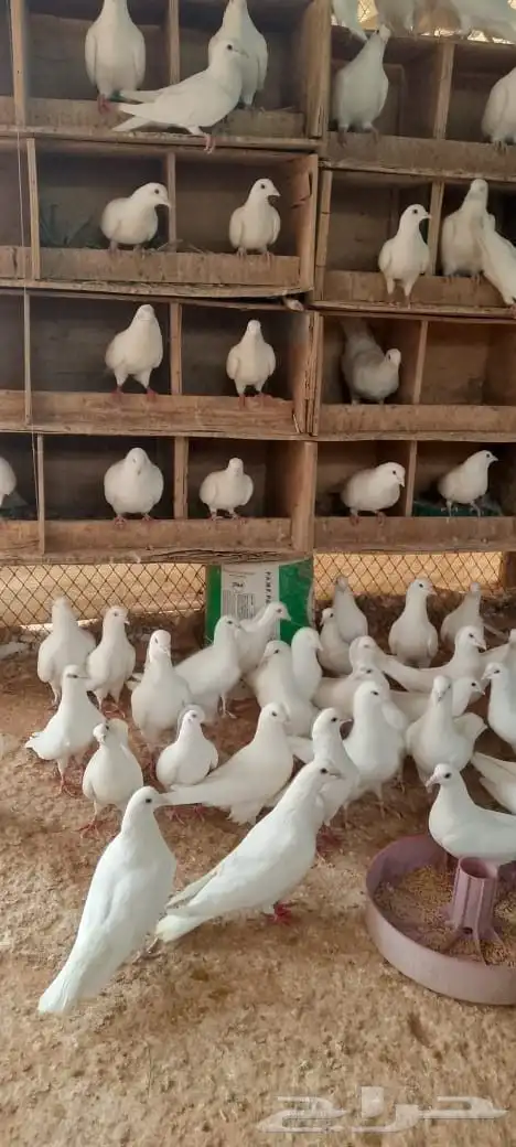 حمام فرنسي ابيض وسلفر 5