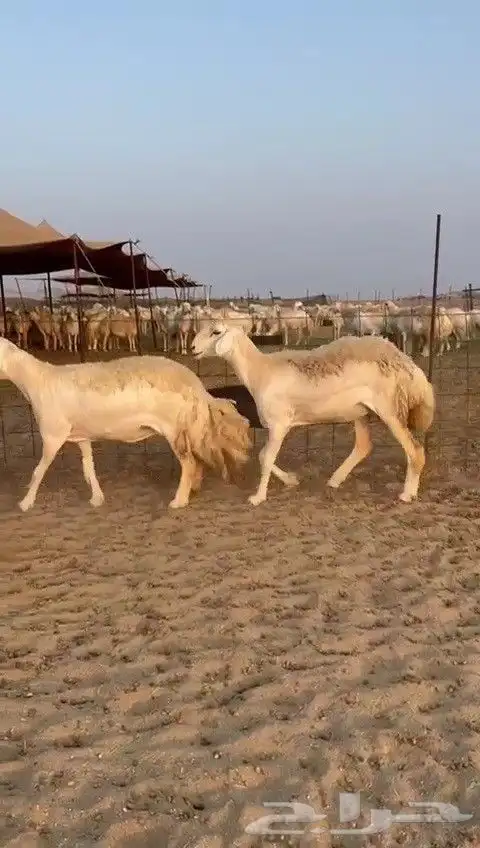 اعرض لكم يوم عرض مميز لمحبيين الحريات الحرش رخال عددها 29 1