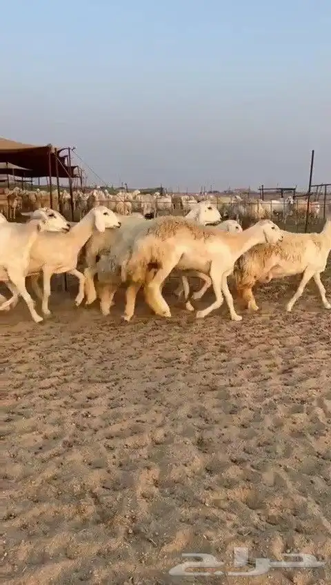 اعرض لكم يوم عرض مميز لمحبيين الحريات الحرش رخال عددها 29 3