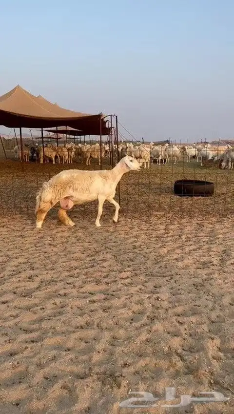 اعرض لكم يوم عرض مميز لمحبيين الحريات الحرش رخال عددها 29 2