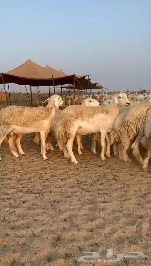 اعرض لكم يوم عرض مميز لمحبيين الحريات الحرش رخال عددها 29 7