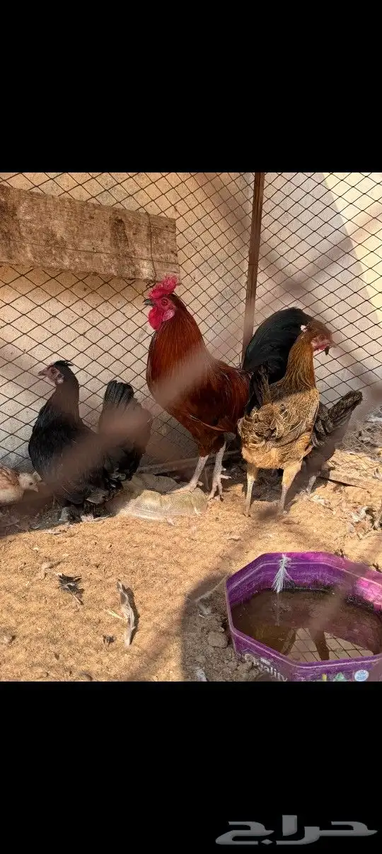 للبيع دجاج بلدي 1