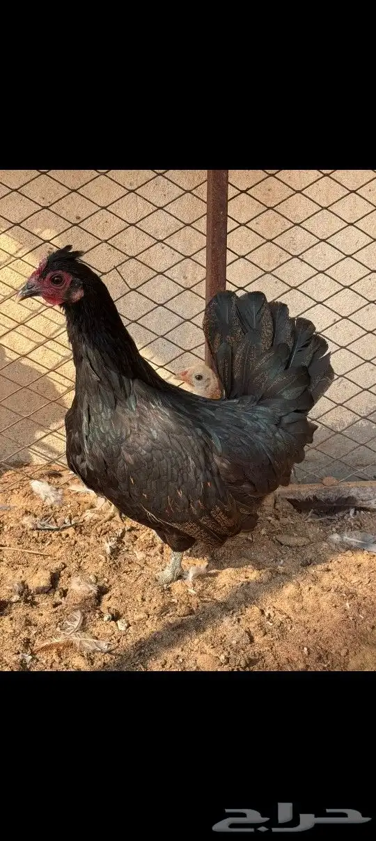 للبيع دجاج بلدي 4