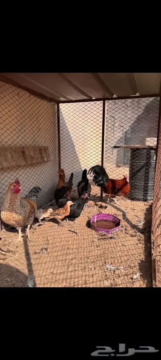 للبيع دجاج بلدي 0