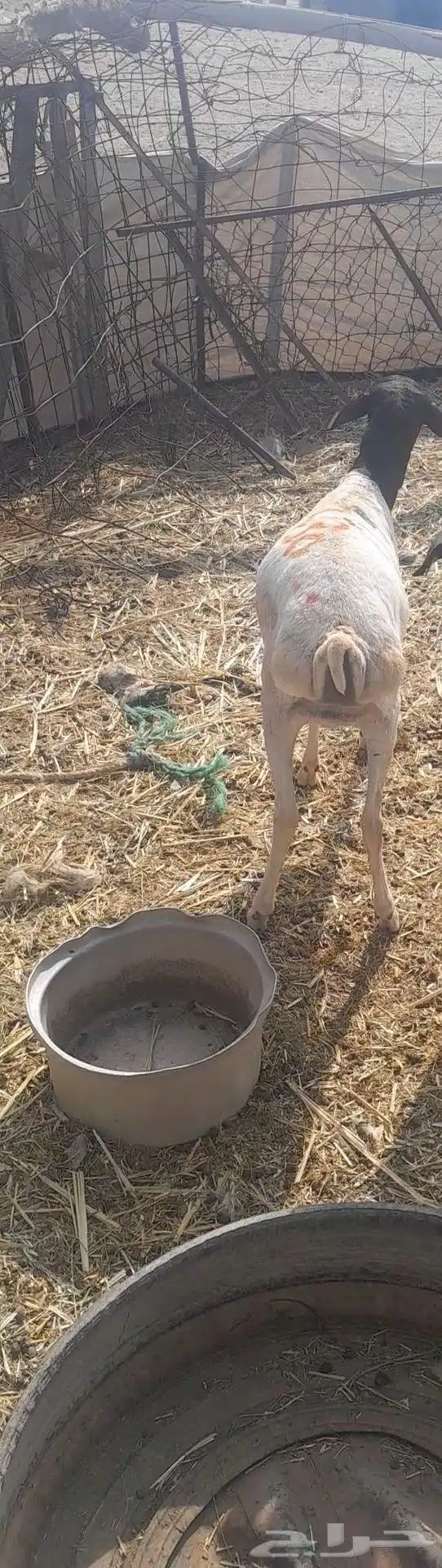 العرض لأول خروف نجدي العمر 4 شهور 1