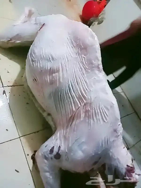 قصاب بحائل لدبح الحشيان والاغنام 0