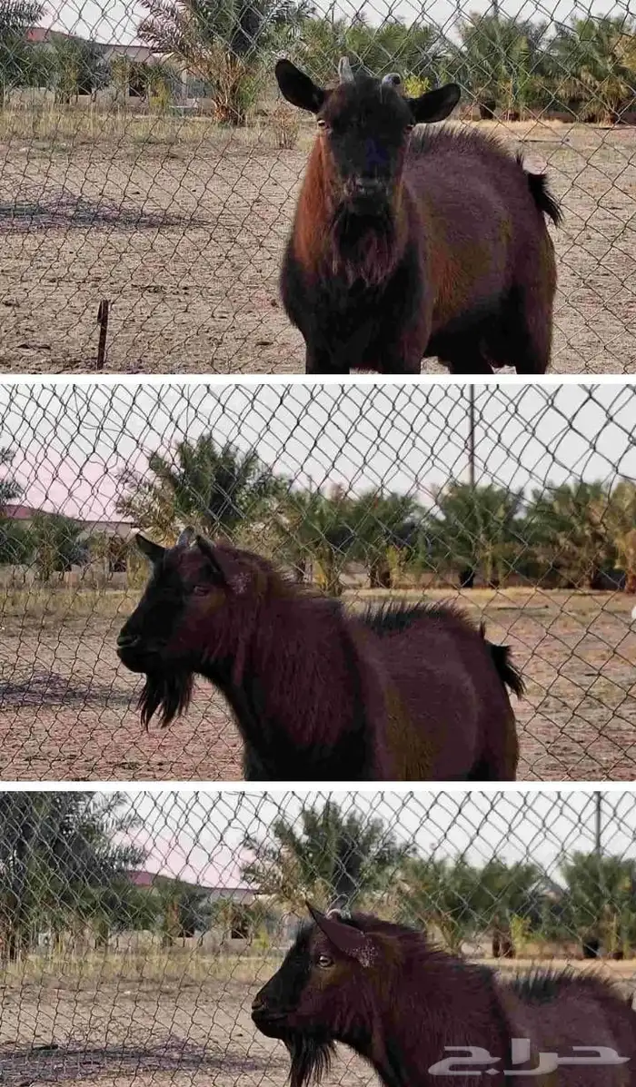 جوز ماعز قزم متبع بجوز 1