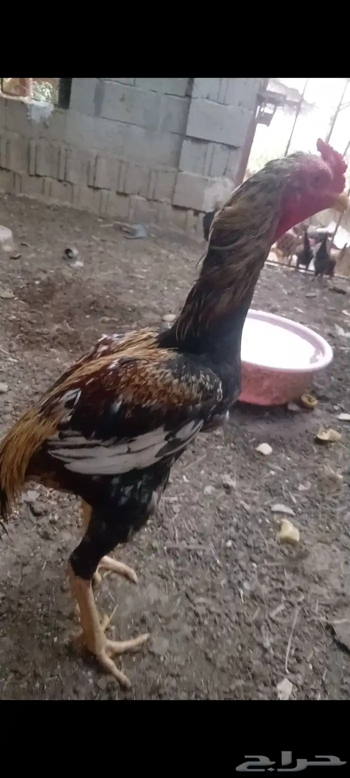 ديك سندي فاخر 1