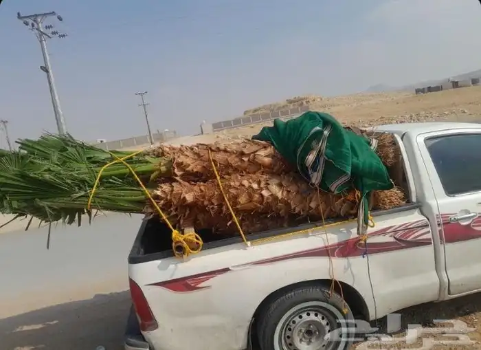 نخل واشنطن زينه وبسعر طيب 4