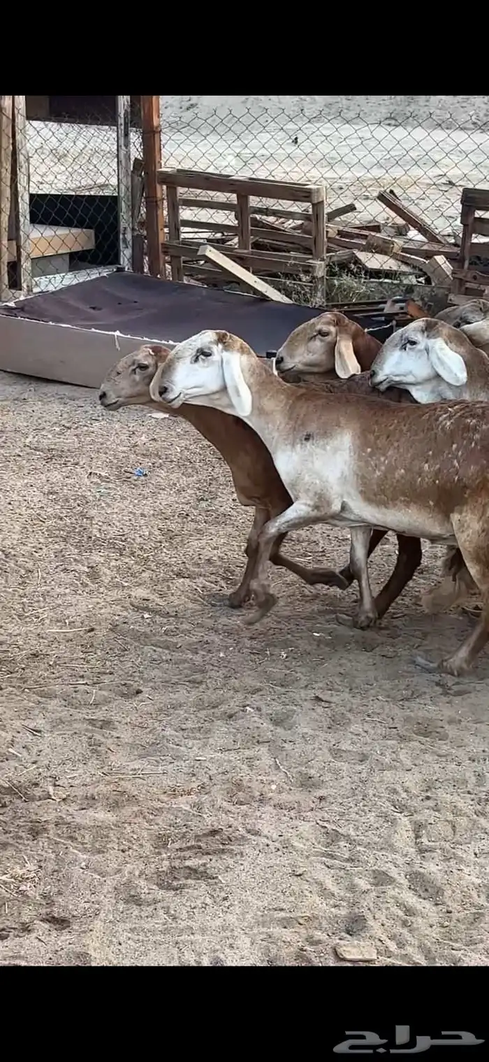 ضان سواكن درمنيات وحمريات جروم 10