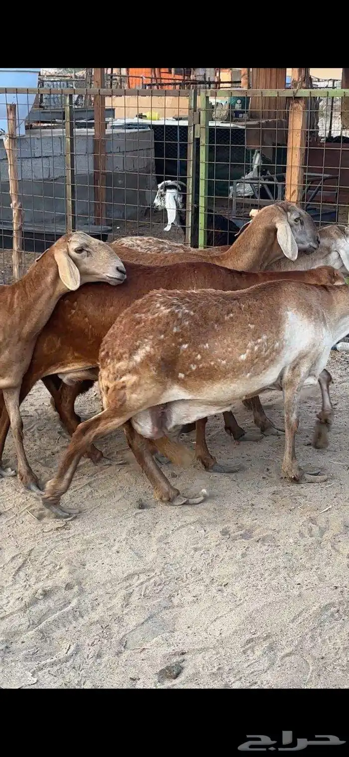 ضان سواكن درمنيات وحمريات جروم 6