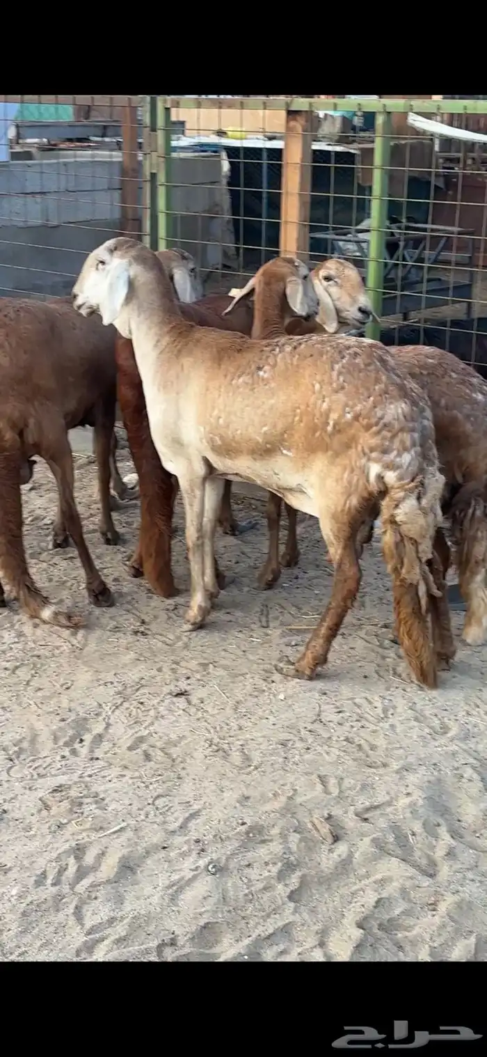 ضان سواكن درمنيات وحمريات جروم 2