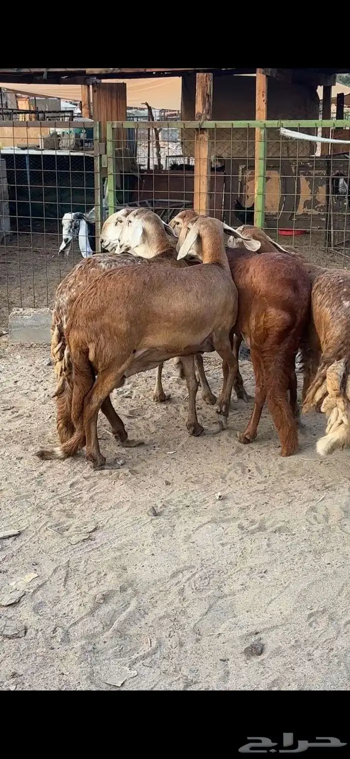 ضان سواكن درمنيات وحمريات جروم 3