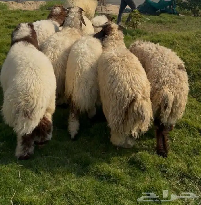 ذبائح نعيم بلدي بري فل نظاف 0