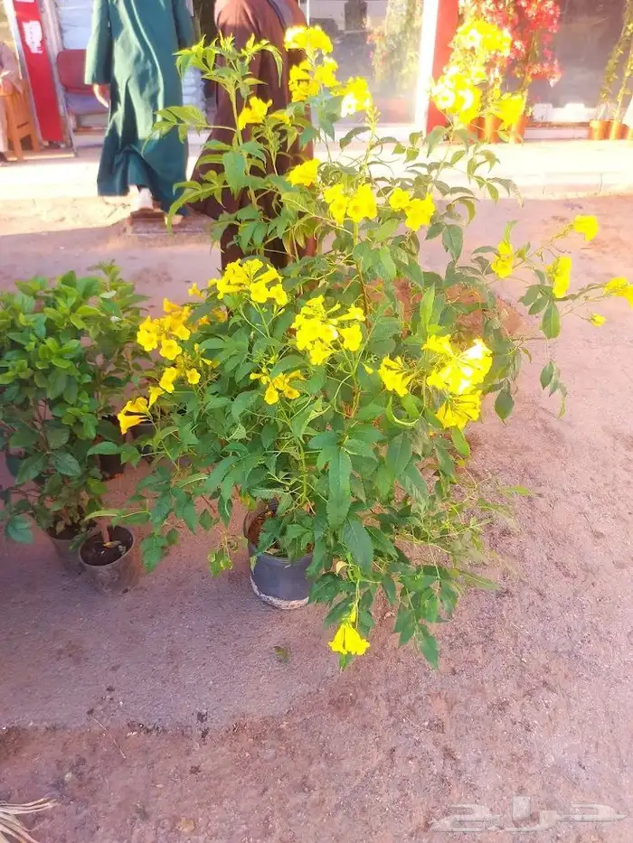 تنسيق حدائق 4