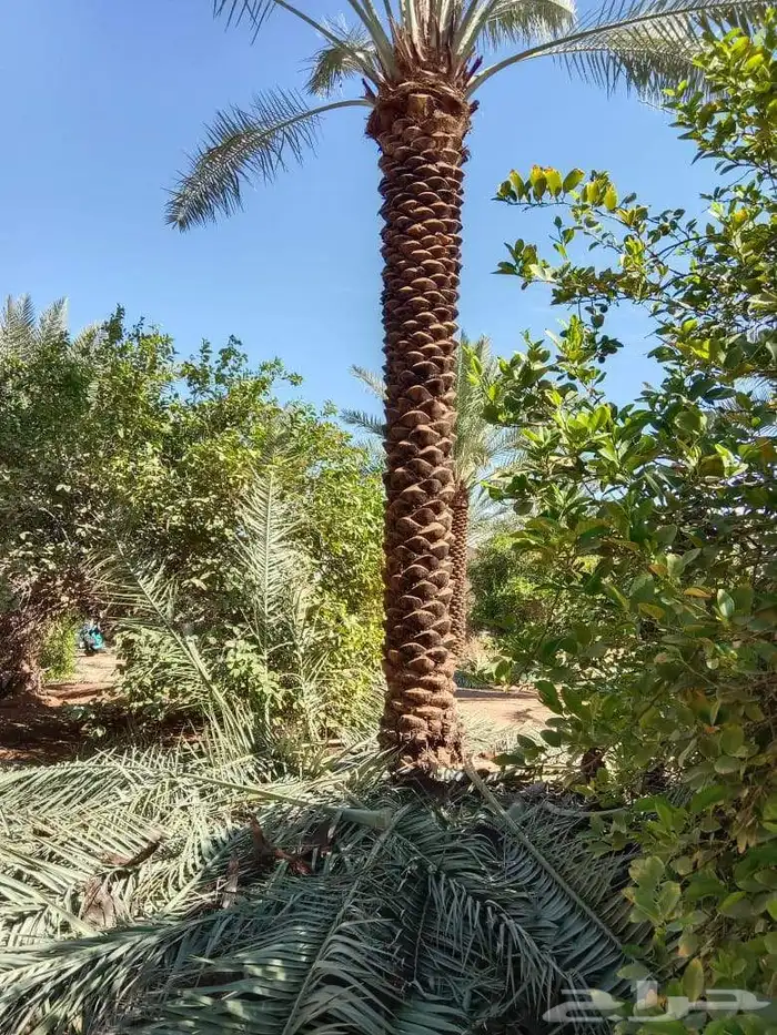 نخل عربي وواشنطنيا وأشجار الزينه 6