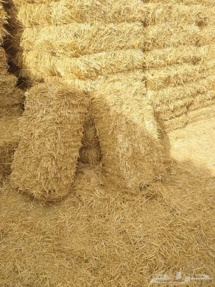 برسيم صافي ناعم شد ورق جوده وزن شرط يوجد توصيل 1