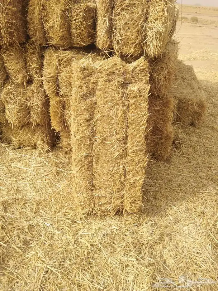 برسيم صافي ناعم شد ورق جوده وزن شرط يوجد توصيل 0