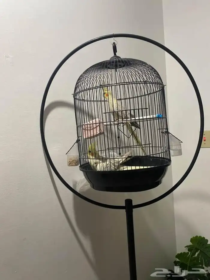 طيور للبيع 0