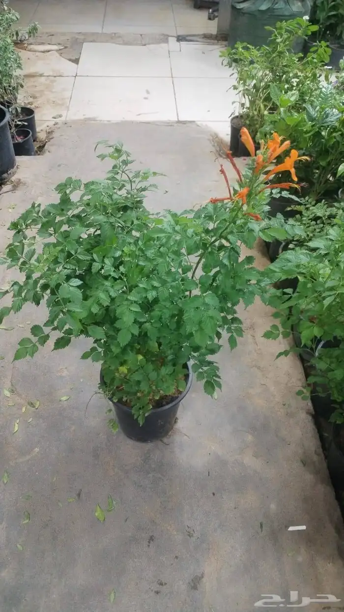 ثيل طبيعي وزرعه طبيعي 2