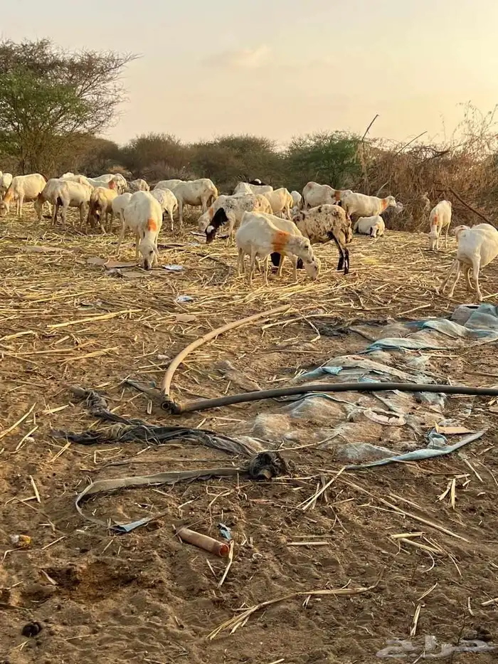 ضان للبيع دوار مراح واحد السن من جدع اللى جامع 2