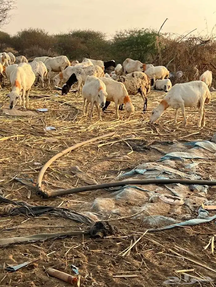 ضان للبيع دوار مراح واحد السن من جدع اللى جامع 0