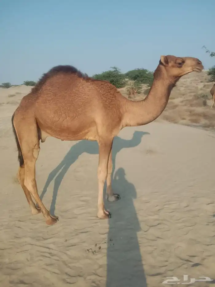 حشو وقعدان طيبه للبيع 5